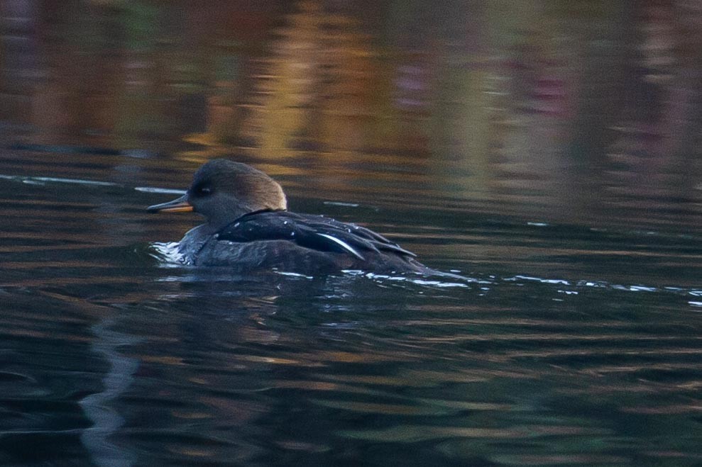 Hooded Merganser - ML587864871