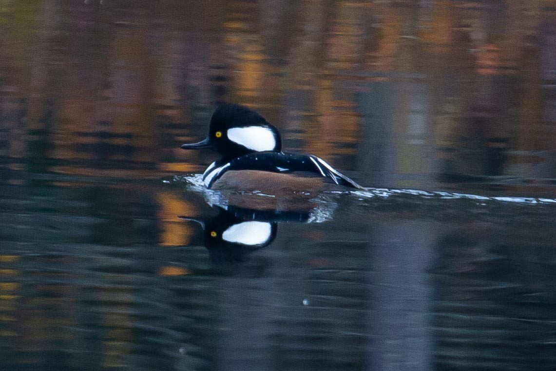 Hooded Merganser - ML587864881