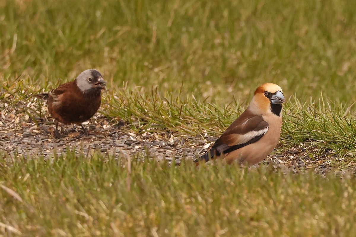 Hawfinch - Charles Lyon