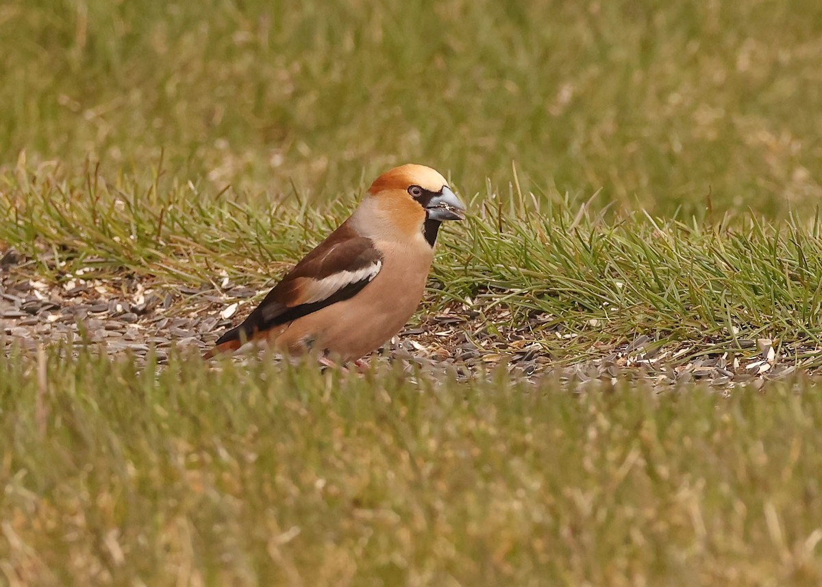 Hawfinch - Charles Lyon