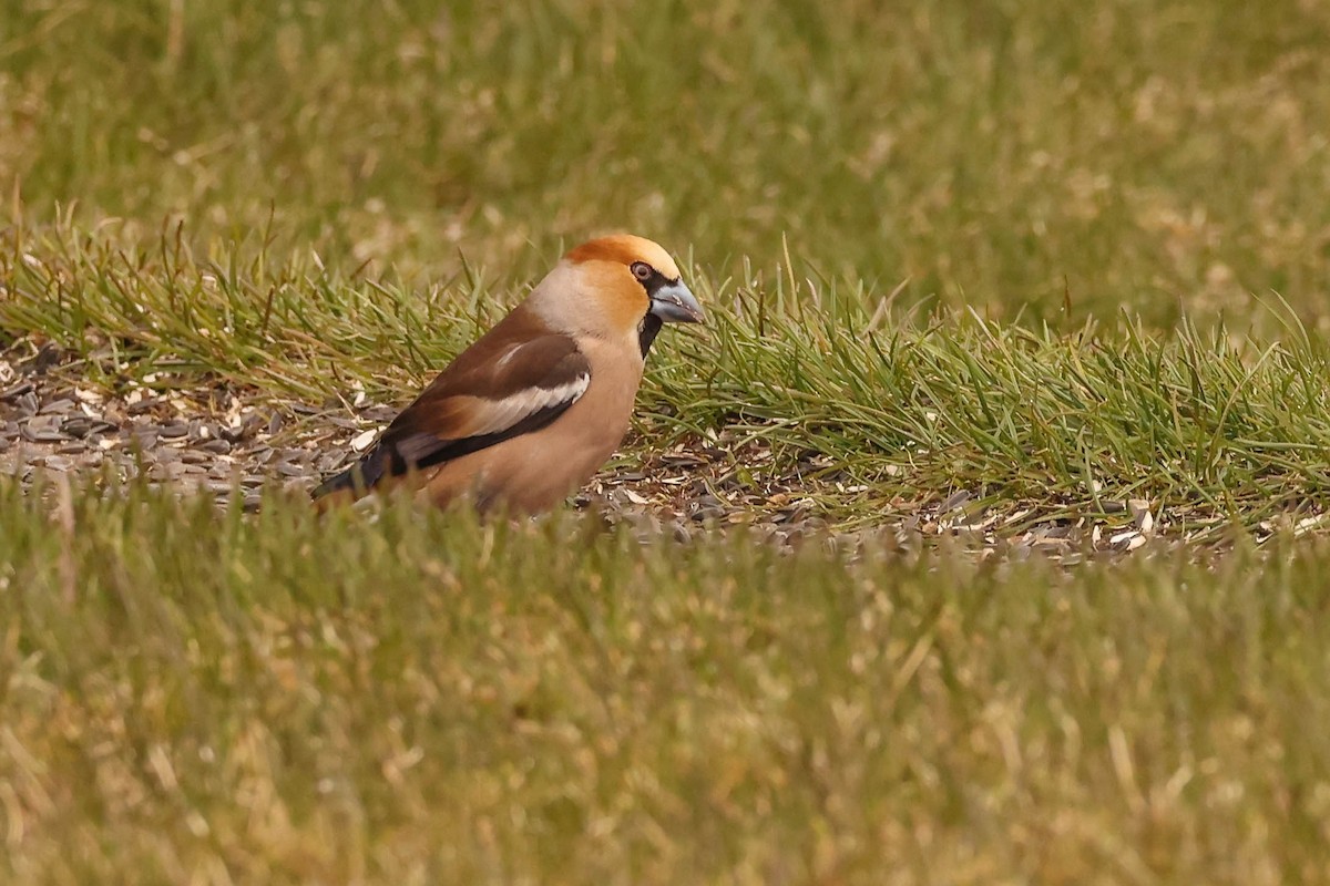 Hawfinch - Charles Lyon