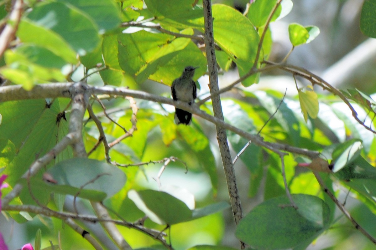 White-bellied Emerald - ML587865621