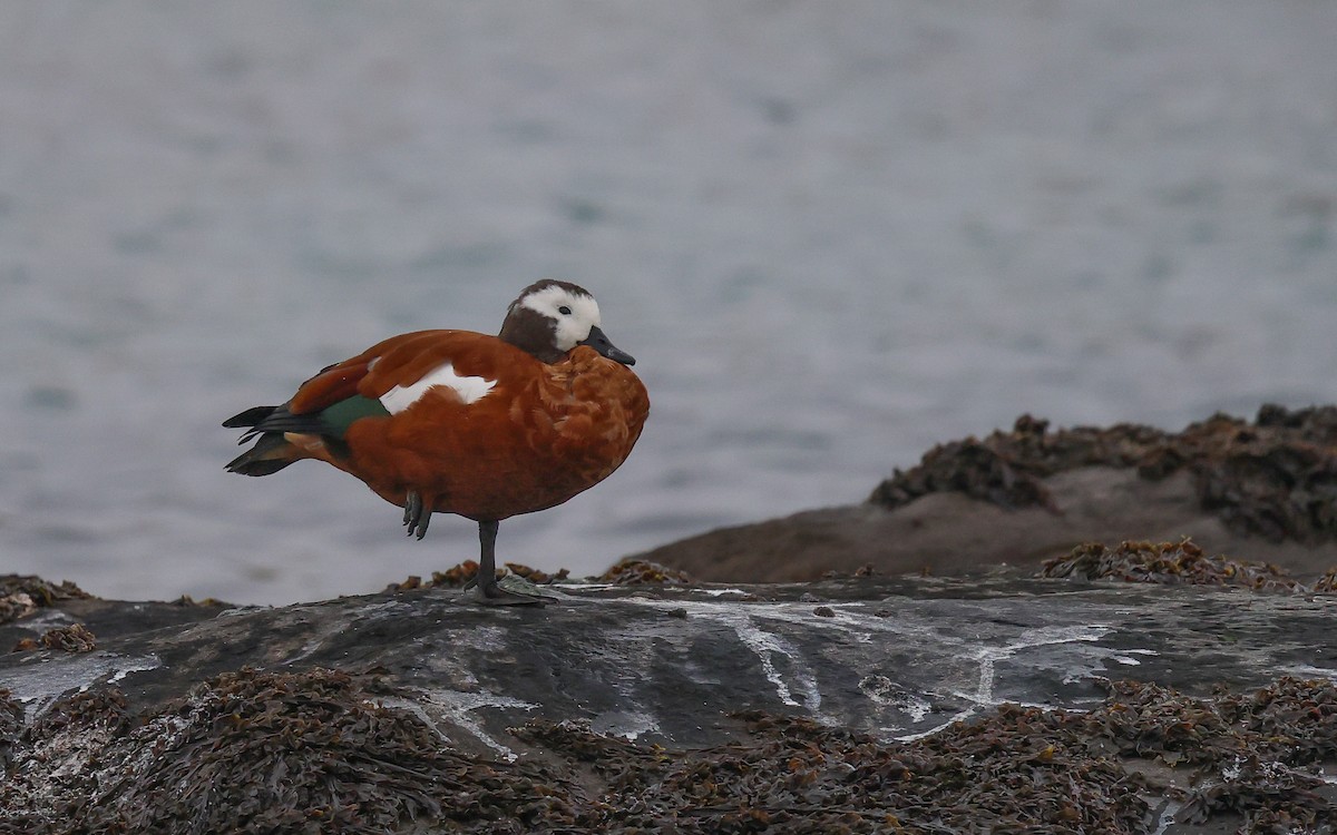 South African Shelduck - Dominic Rollinson - Birding Ecotours