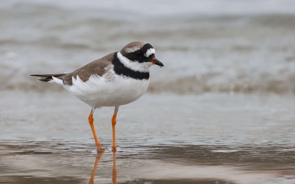 Common Ringed Plover - Dominic Rollinson - Birding Ecotours