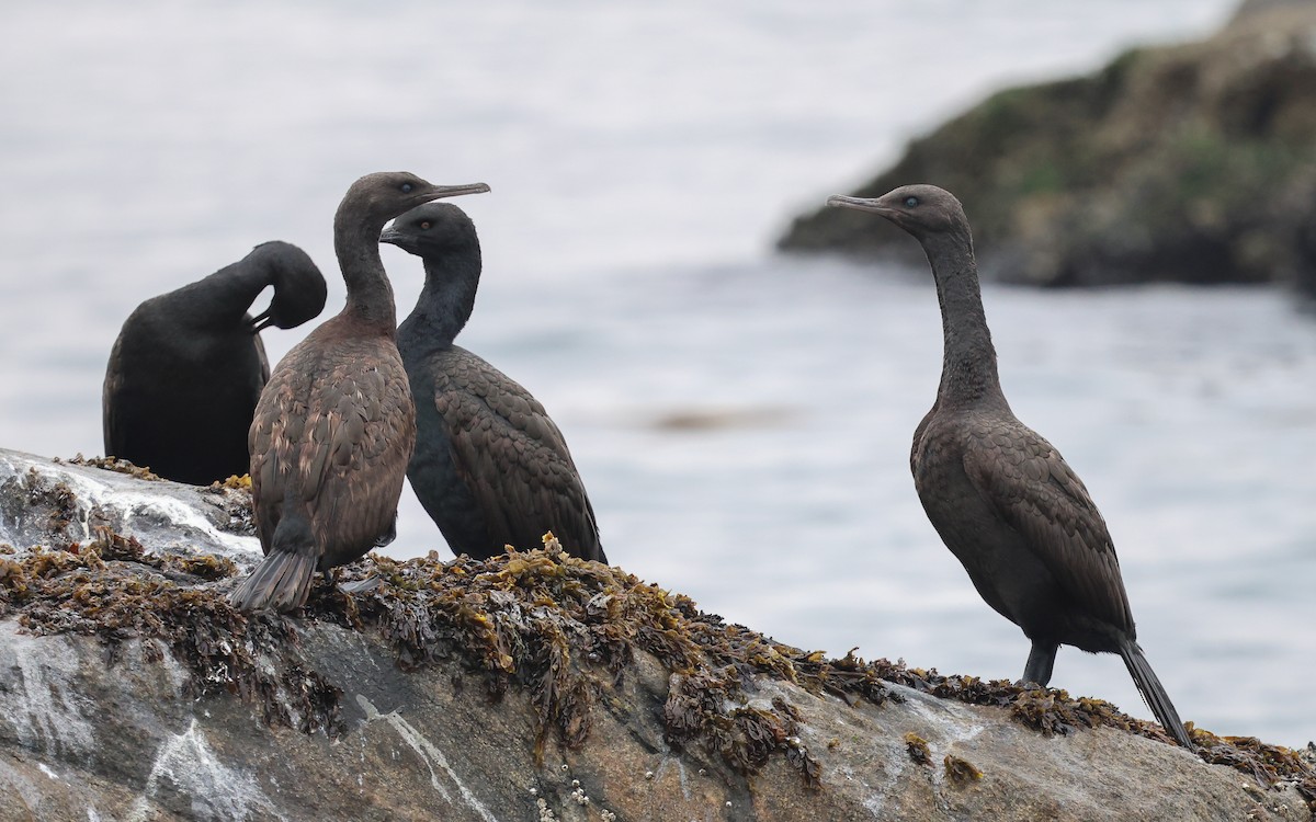 Bank Cormorant - Dominic Rollinson - Birding Ecotours