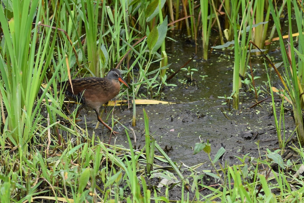 Virginia Rail - ML587867731