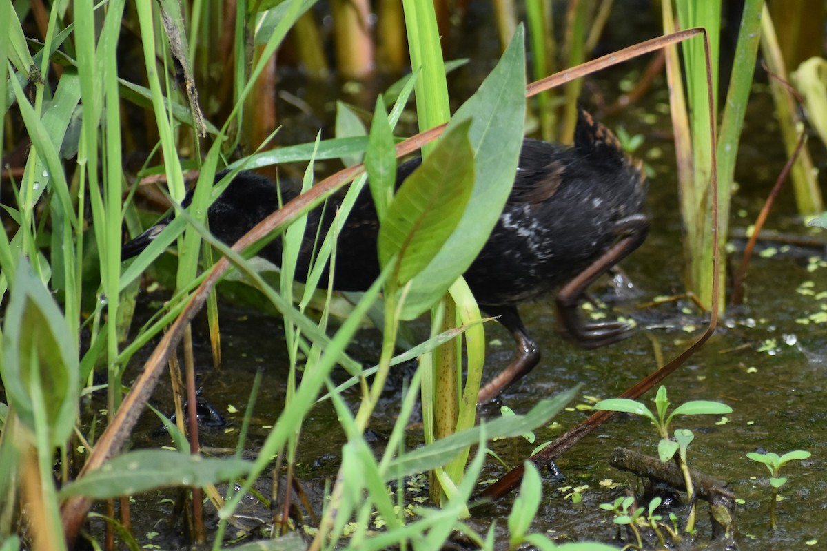 Virginia Rail - ML587867931