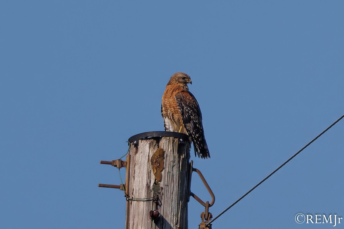Red-shouldered Hawk - ML587868651