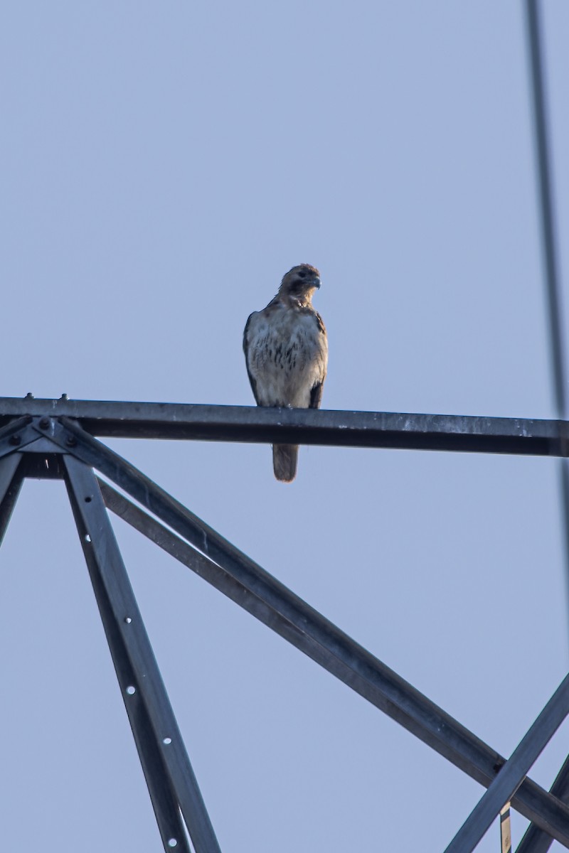 Red-tailed Hawk - ML587868701
