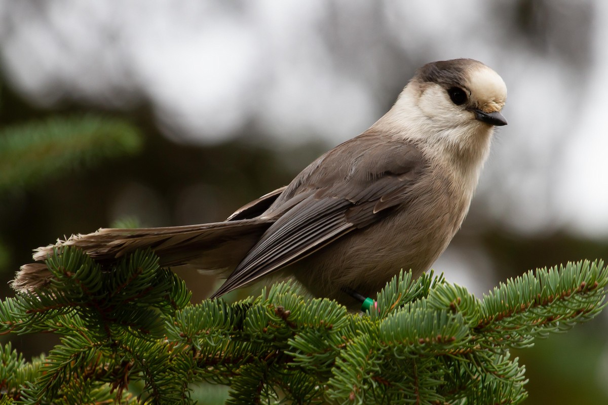 Canada Jay - ML587868741