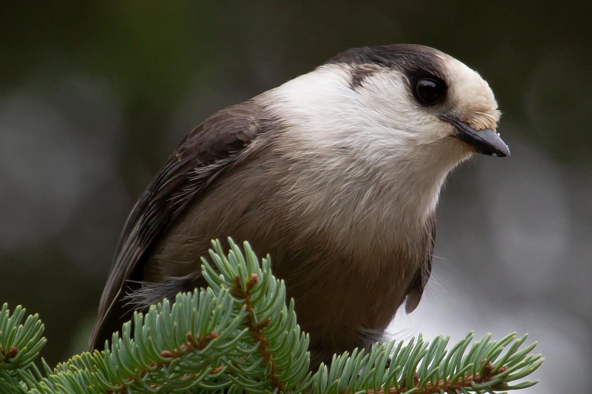 Canada Jay - ML587868751