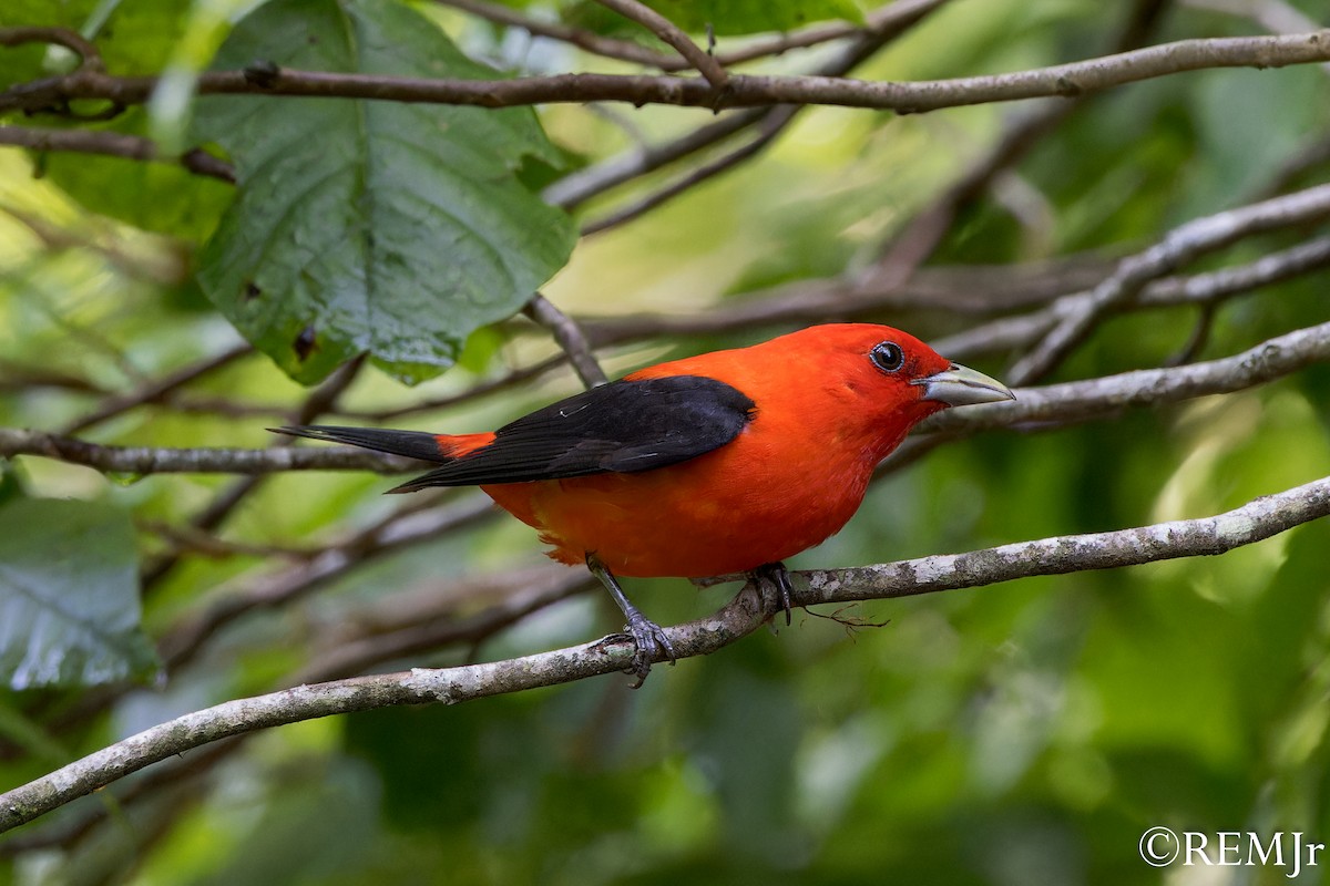 Scarlet Tanager - ML587869371