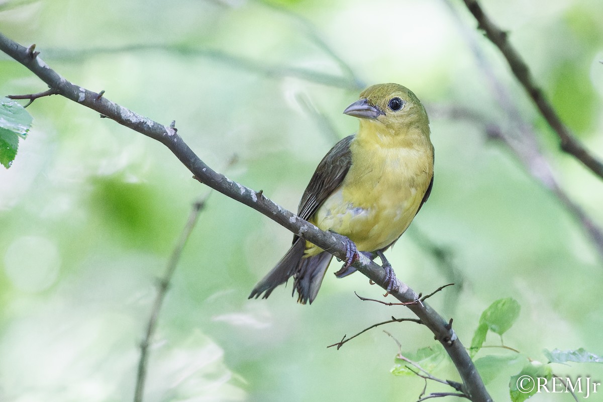 Scarlet Tanager - ML587869381