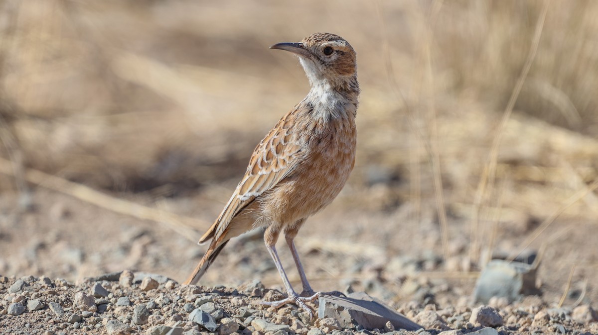 Spike-heeled Lark - ML587869761