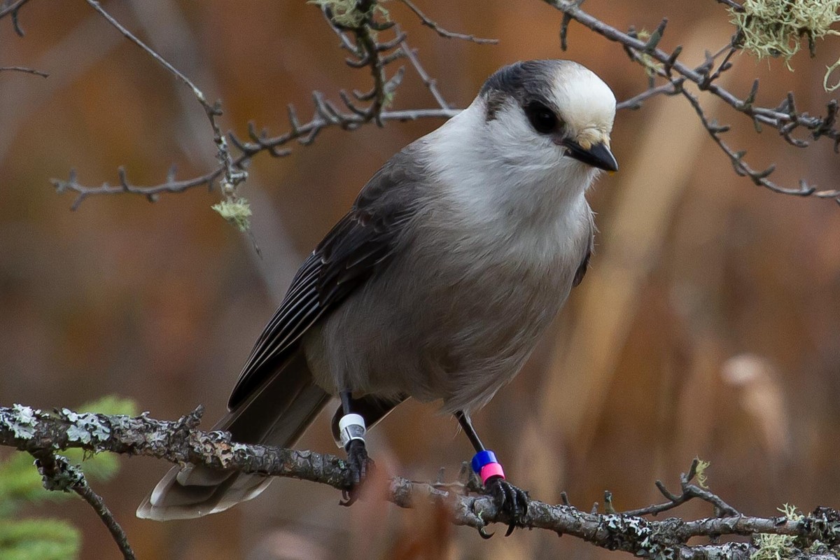 Canada Jay - ML587870641