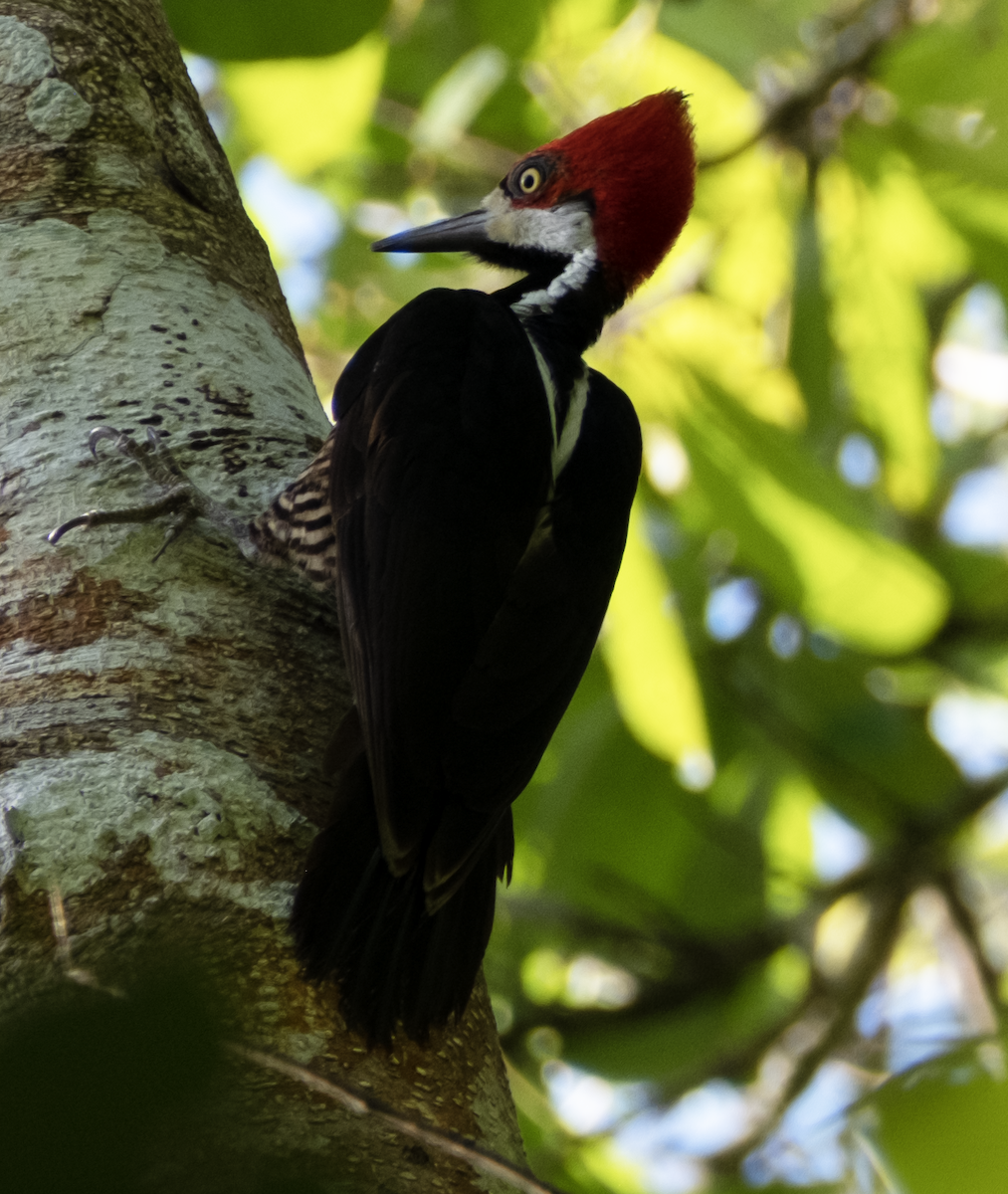 Crimson-crested Woodpecker - ML587871841
