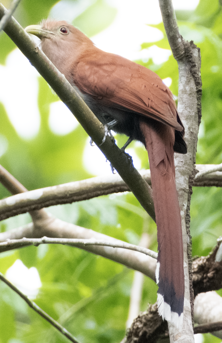 Common Squirrel-Cuckoo - ML587871931