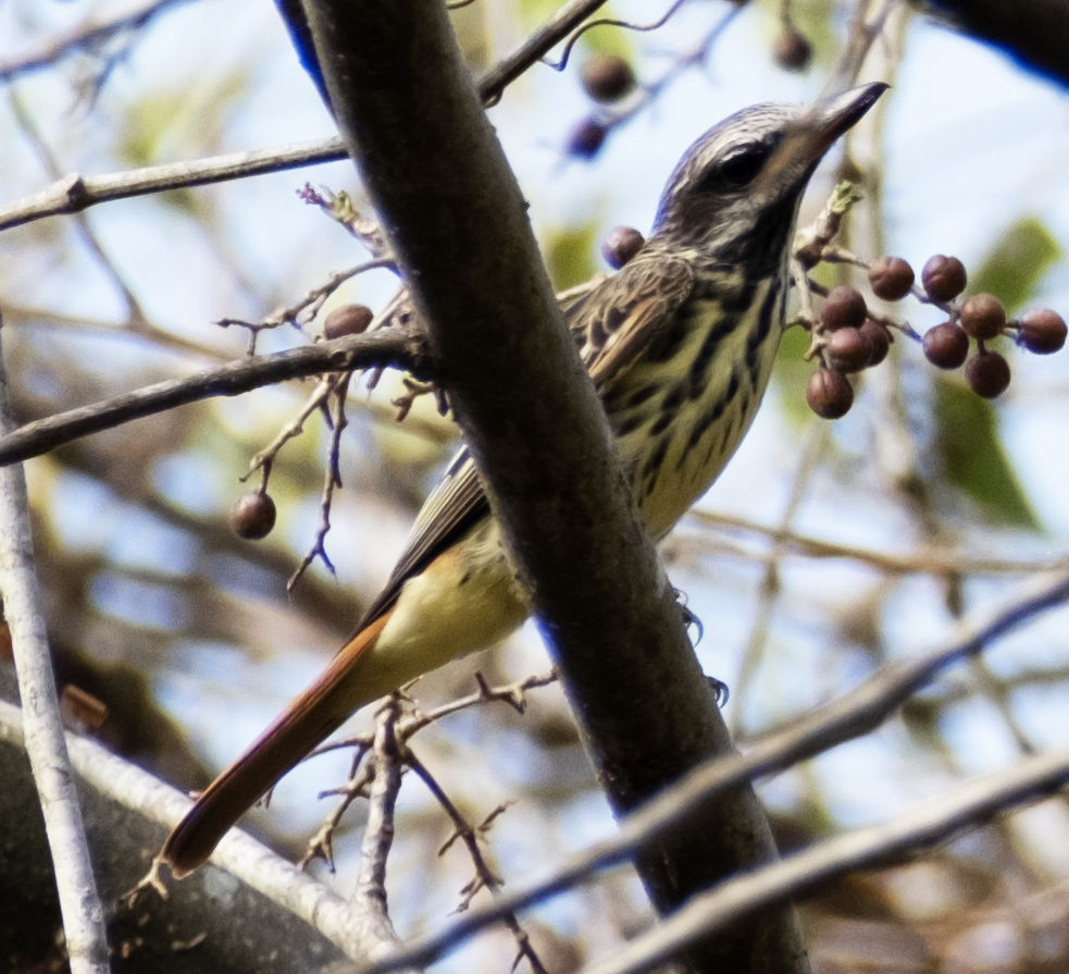 Sulphur-bellied Flycatcher - ML587872011
