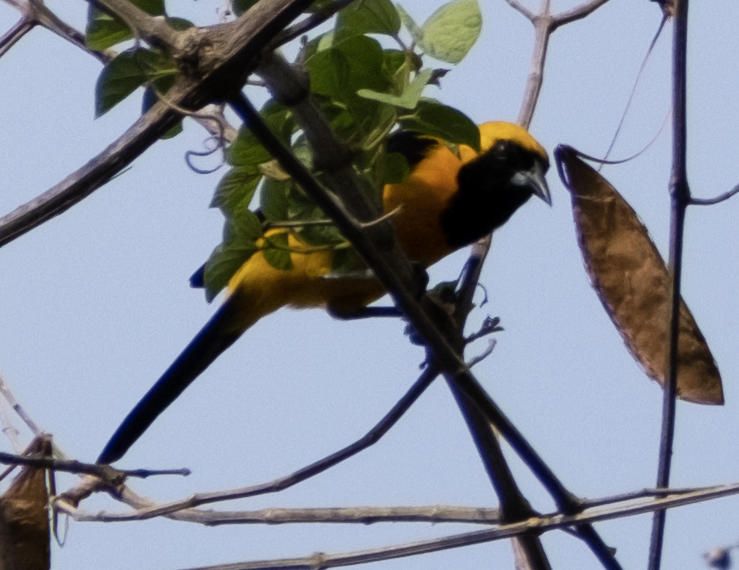 Yellow-backed Oriole - ML587872051
