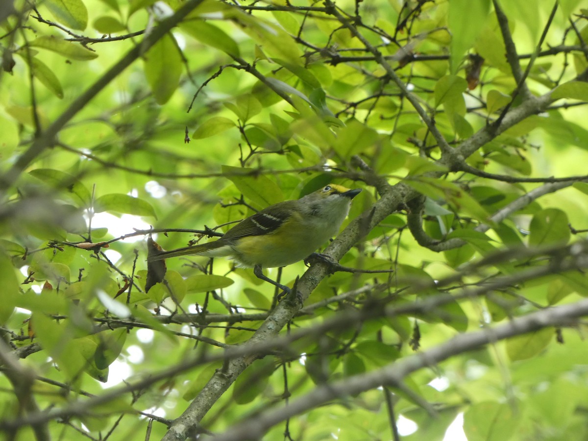 Ak Gözlü Vireo - ML587872141