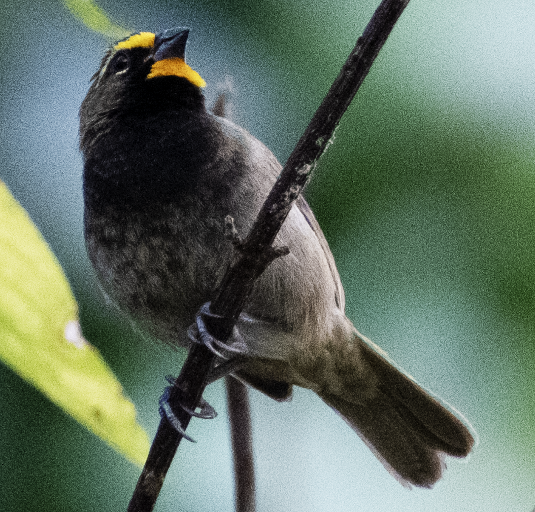 Yellow-faced Grassquit - ML587872161