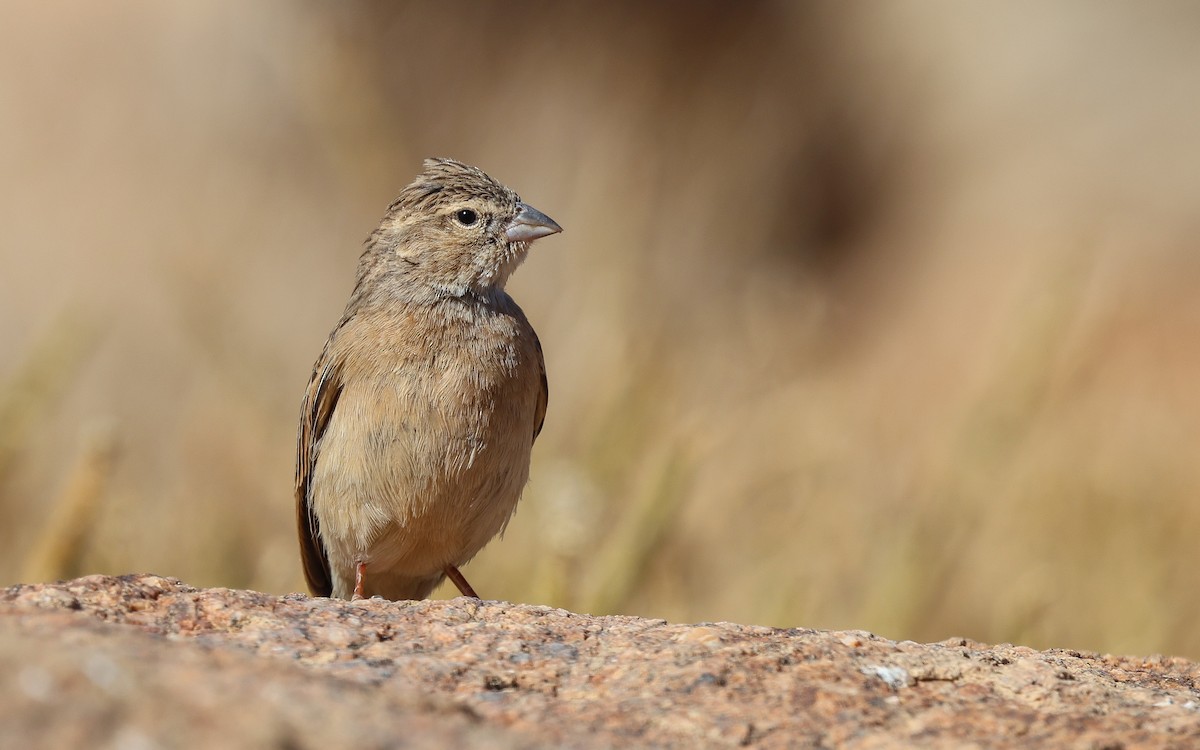 Lark-like Bunting - ML587872241