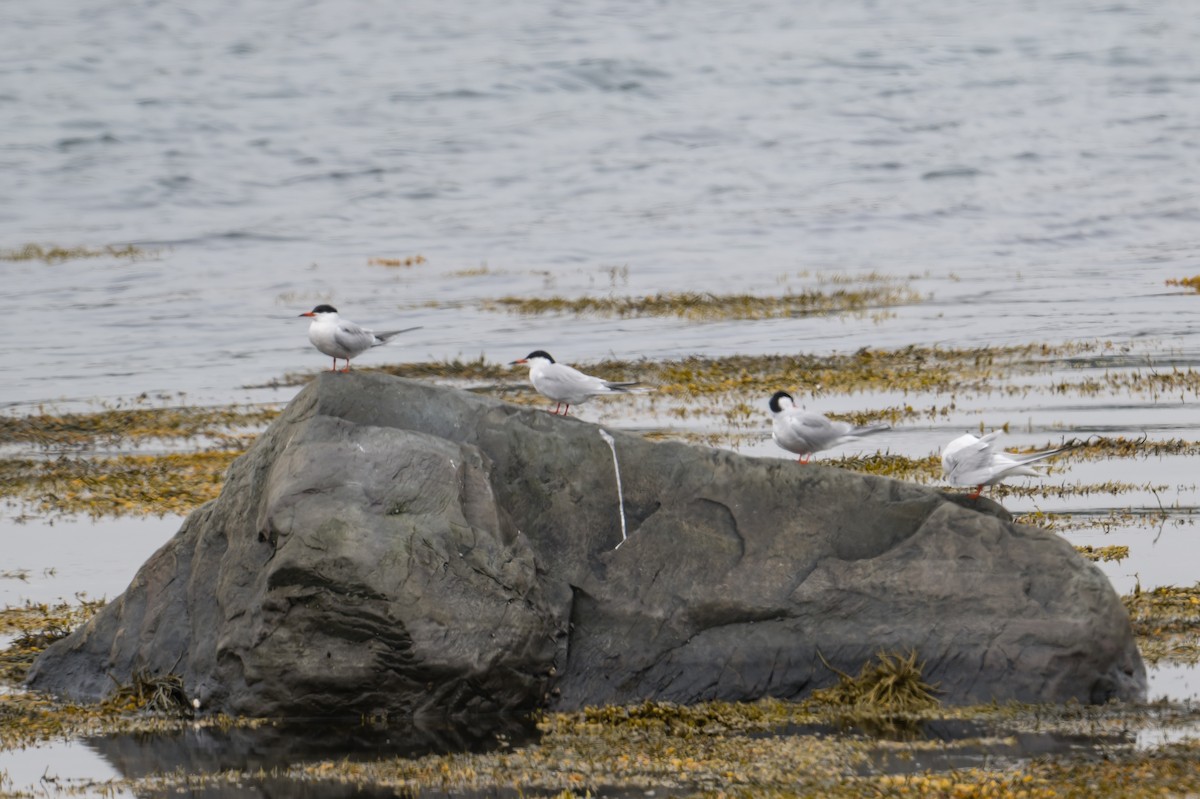 Common Tern - ML587872341