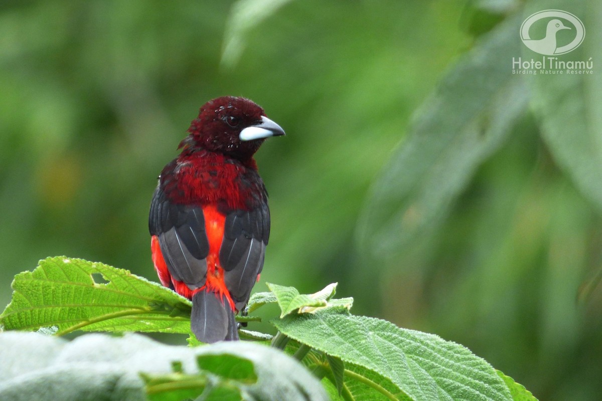 Tangara à dos rouge - ML58787291