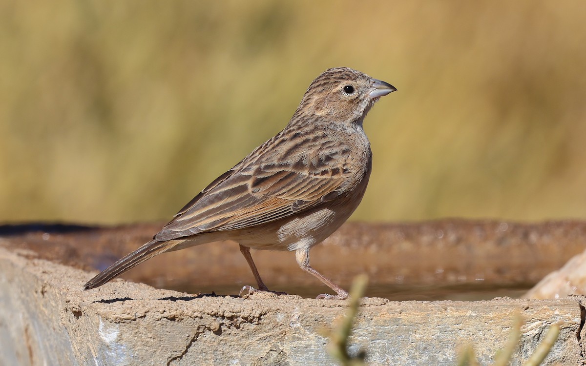 Lark-like Bunting - ML587872921