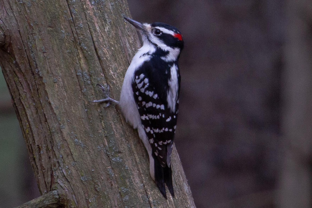 Hairy Woodpecker - Graham Smith