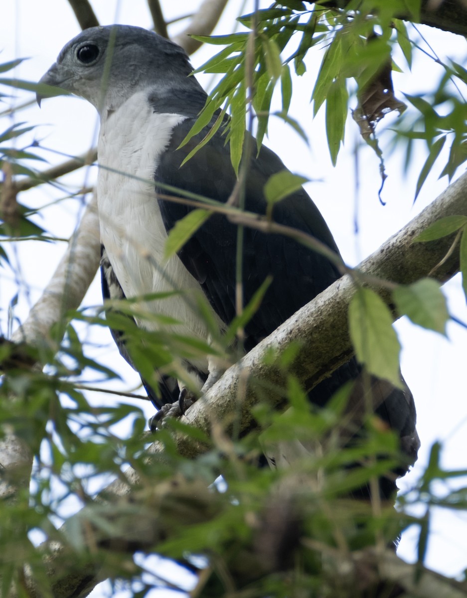 Gray-headed Kite - ML587874181