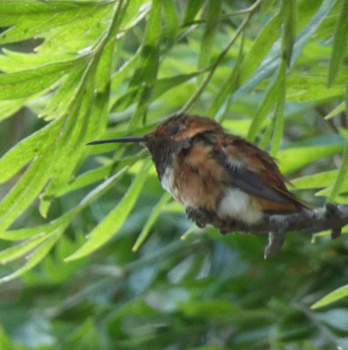 Allen's Hummingbird - ML587876701