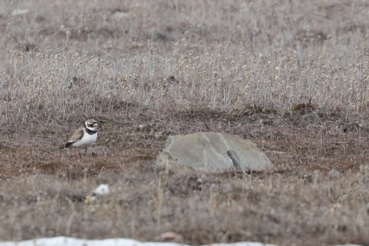 Common Ringed Plover - Dominique Berteaux