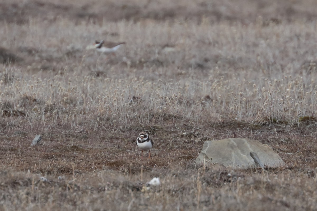 Common Ringed Plover - ML587876891