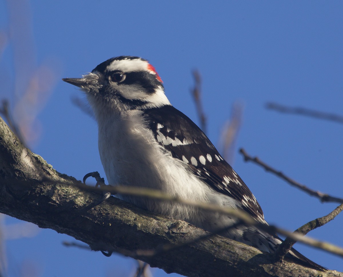 Downy Woodpecker - ML58787791