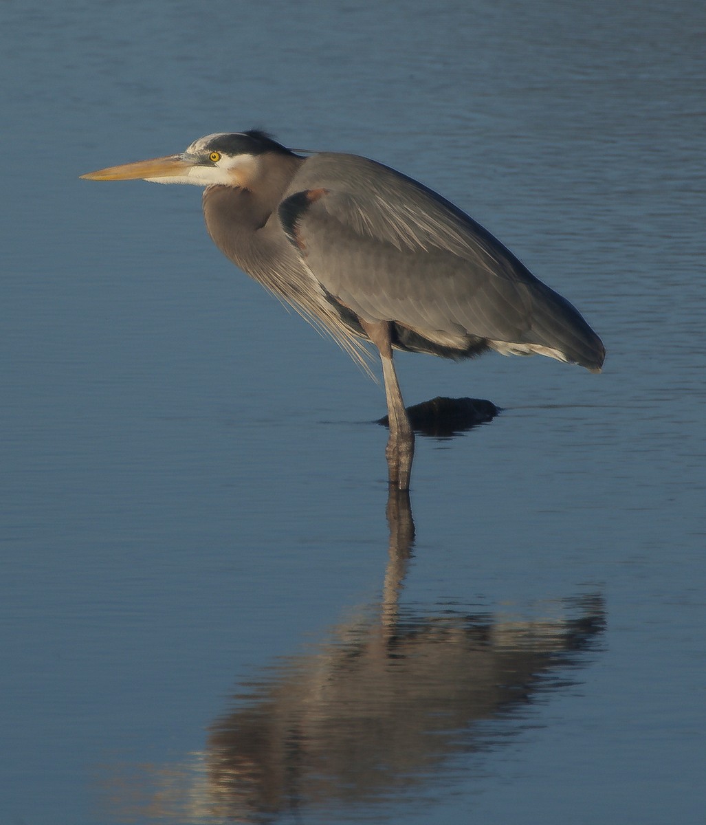 Great Blue Heron - ML58787921