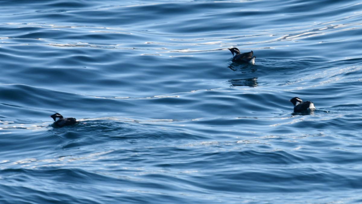 Ancient Murrelet - Carl Winstead