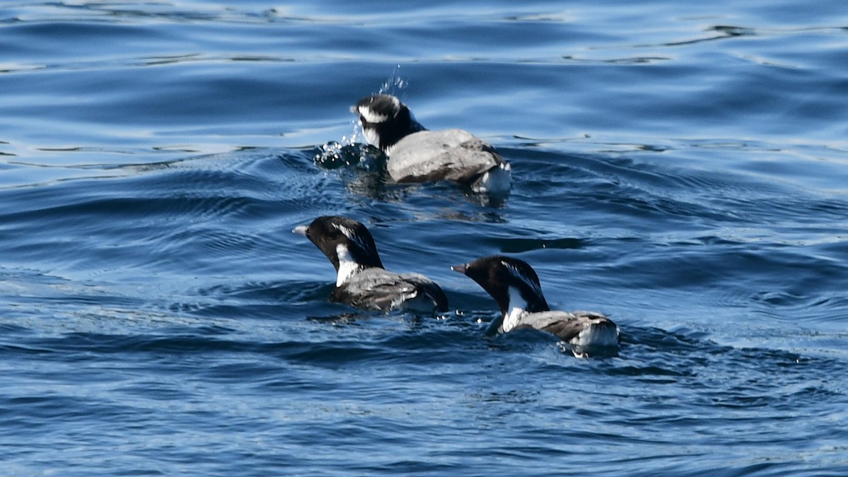 Guillemot à cou blanc - ML587879921