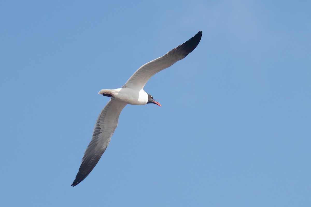 Laughing Gull - Kalpesh Krishna