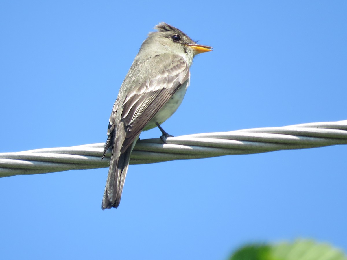 Eastern Wood-Pewee - ML587880171