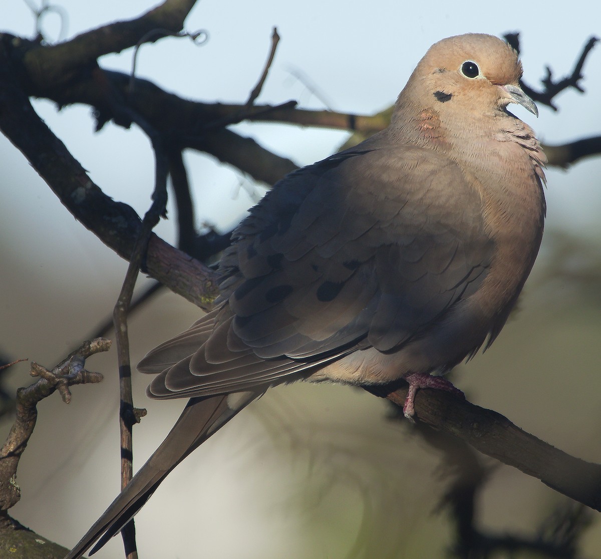 Mourning Dove - ML58788041