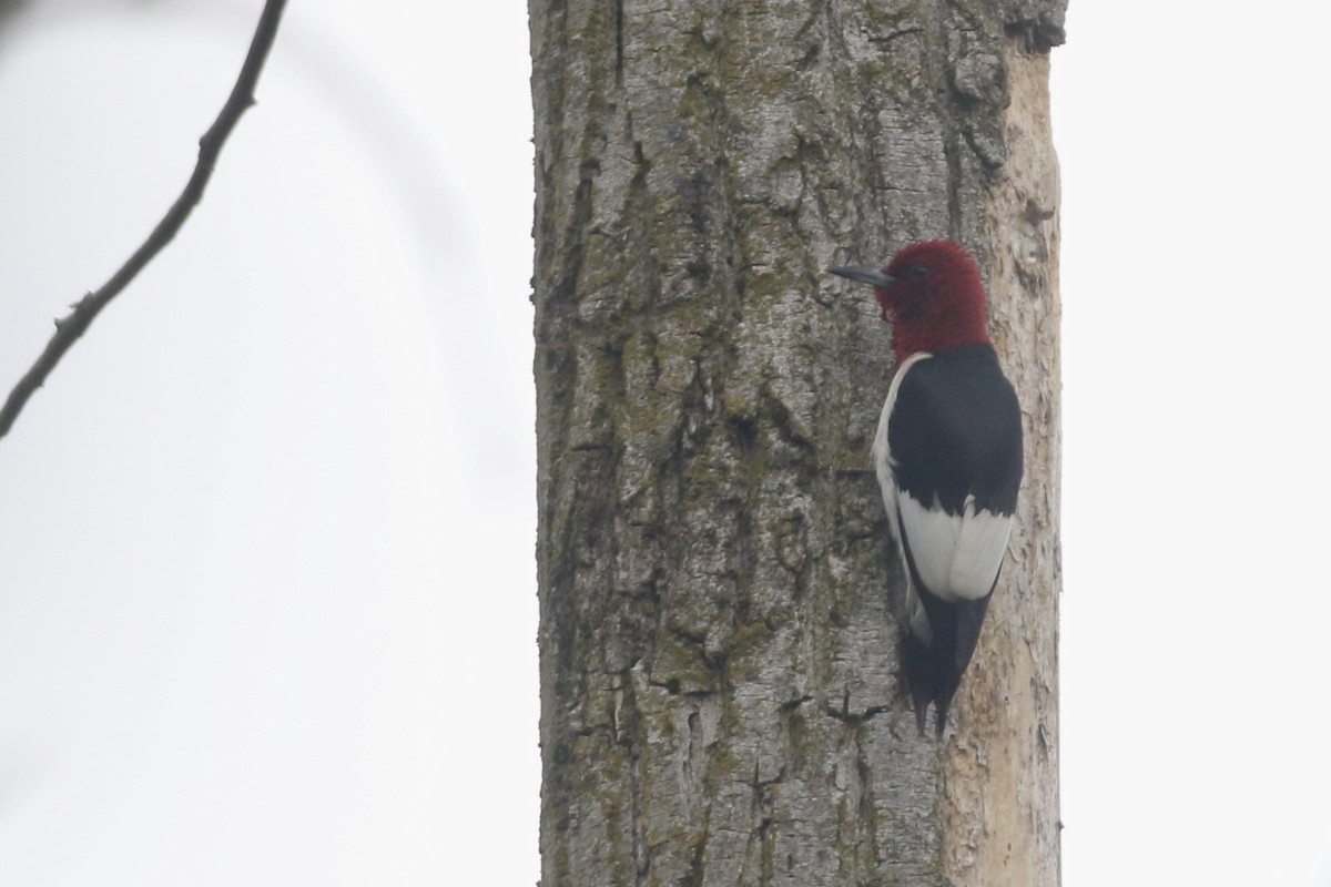 Pic à tête rouge - ML587880721