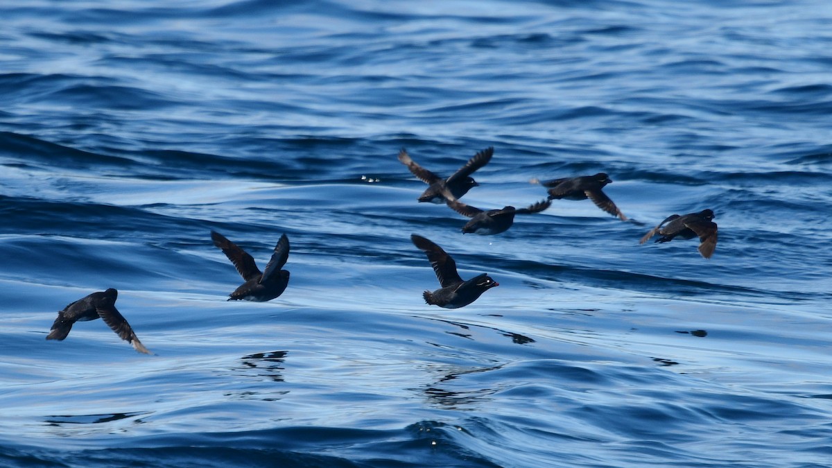 Whiskered Auklet - ML587880841