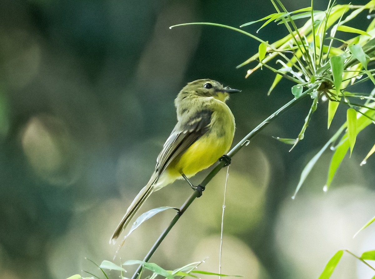 Yellow Tyrannulet - Robert Bochenek