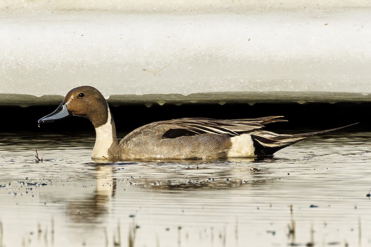 Northern Pintail - ML587881461