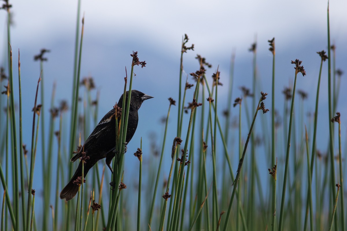 Red-winged Blackbird - ML587881681