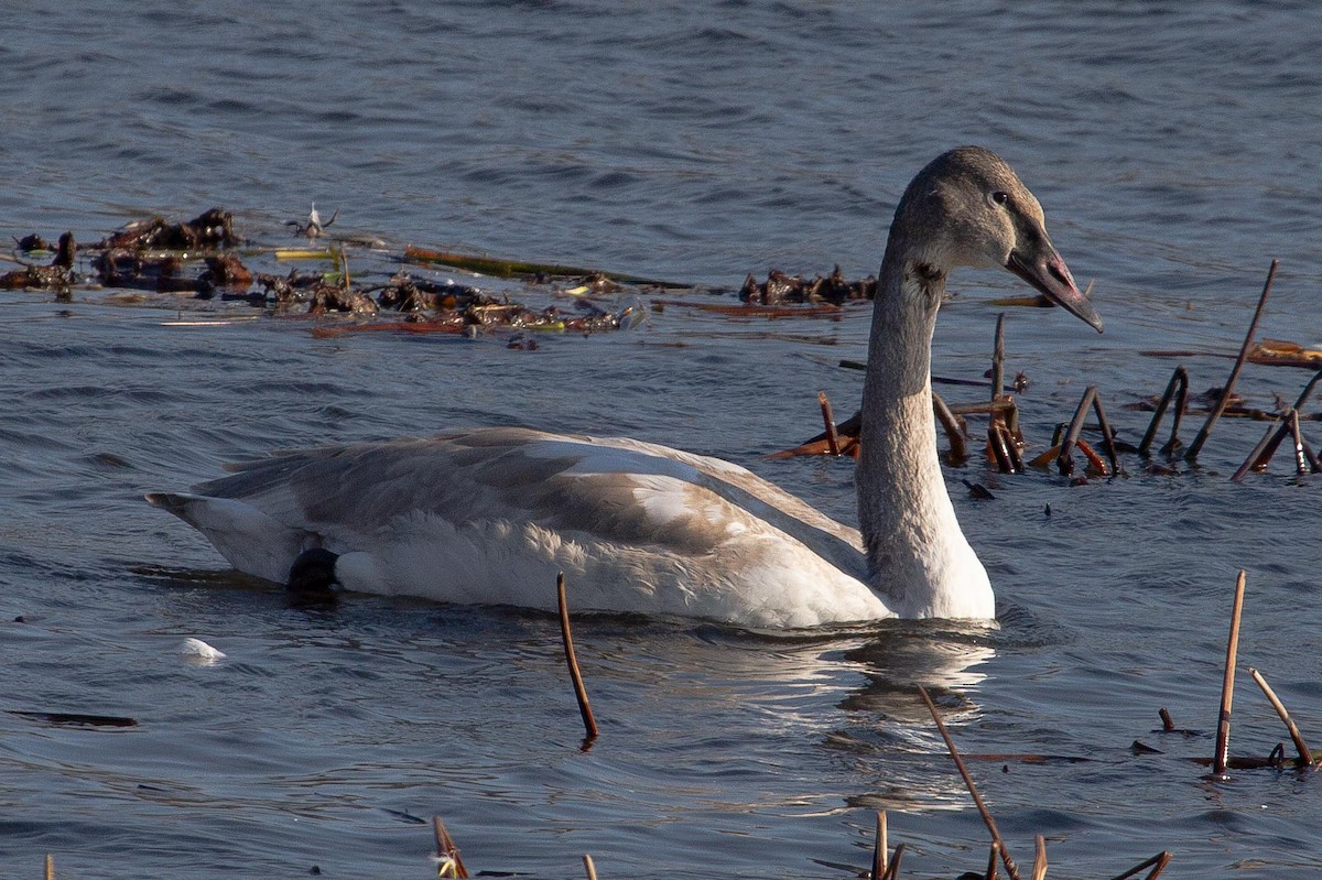 Trumpeter Swan - ML587881941