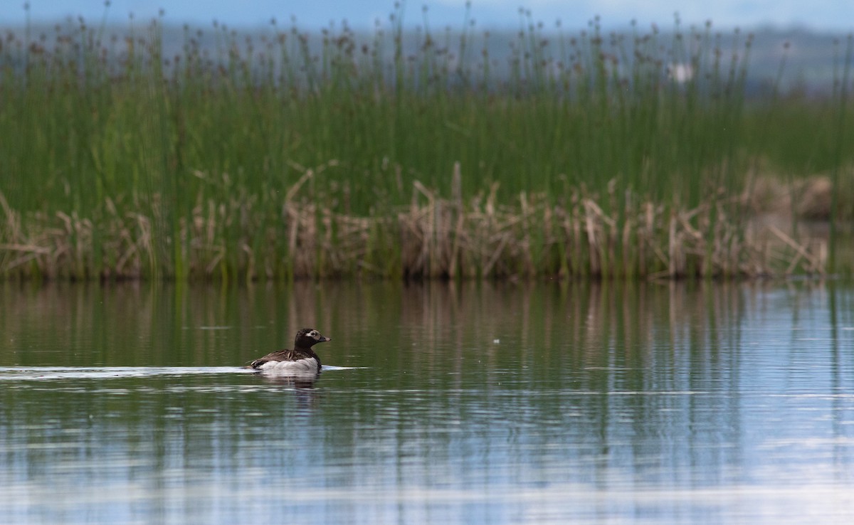 Long-tailed Duck - ML587882021