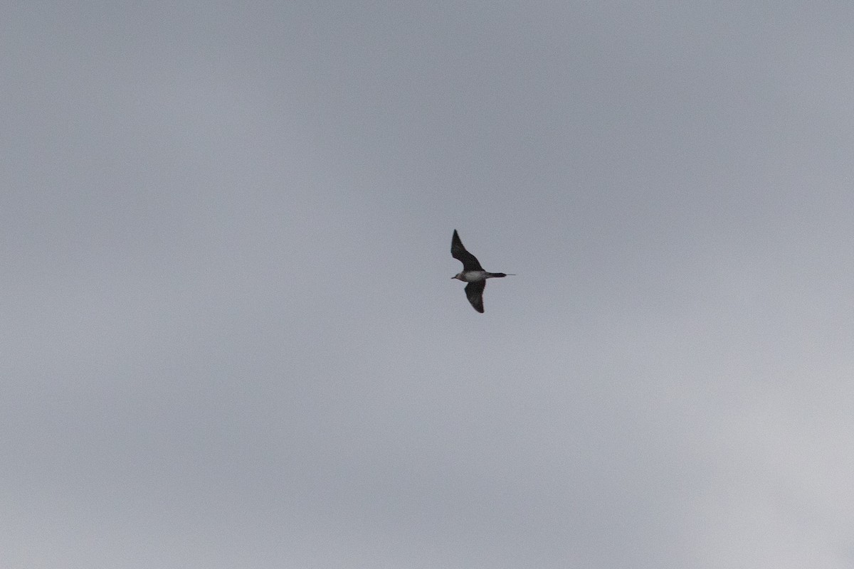 Long-tailed Jaeger - Justin Saunders