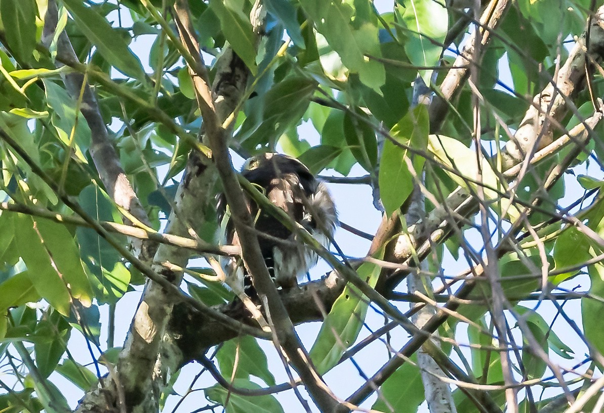 Ferruginous Pygmy-Owl - ML587884041